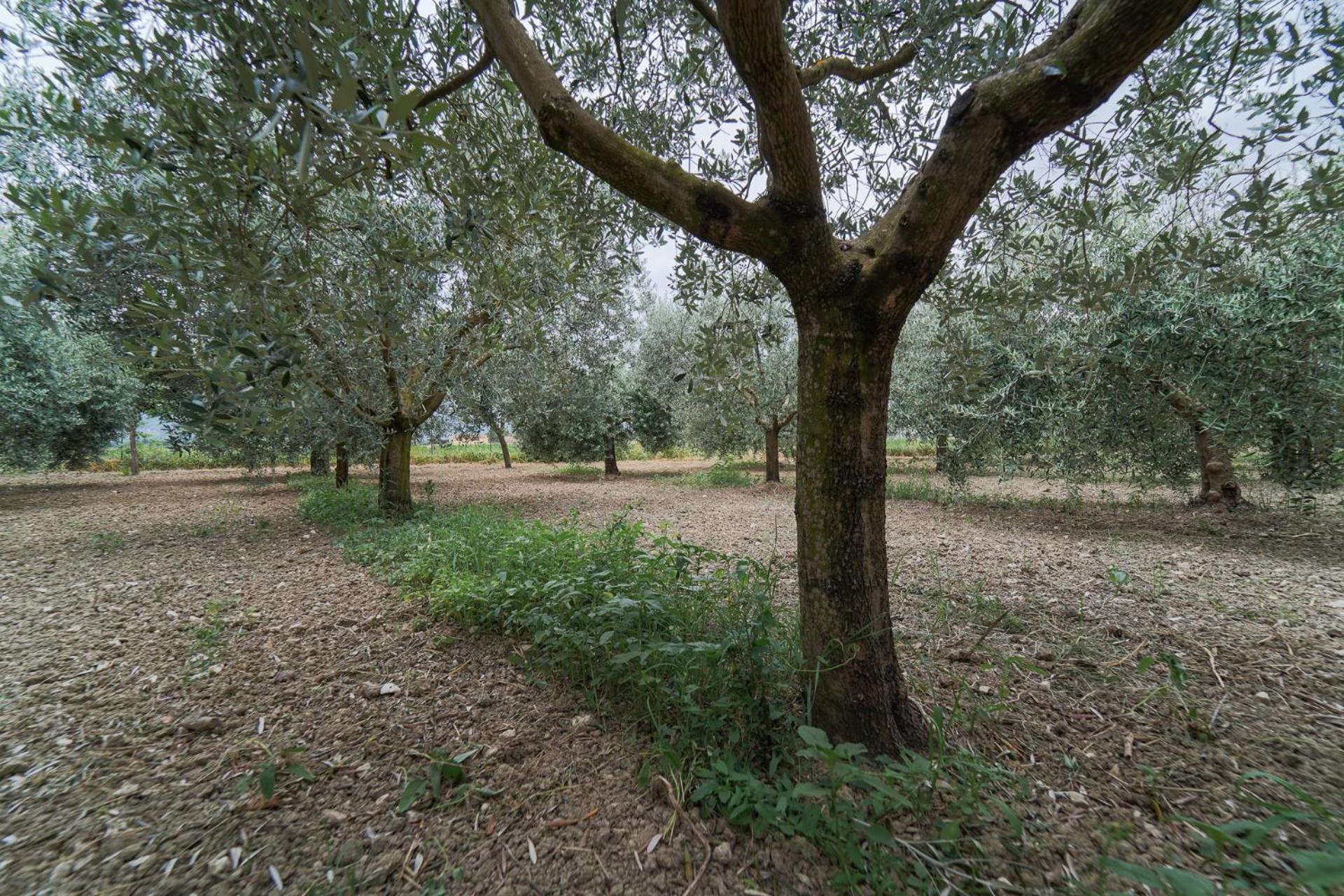 - La Campagna Di San Francesco Farm stay *