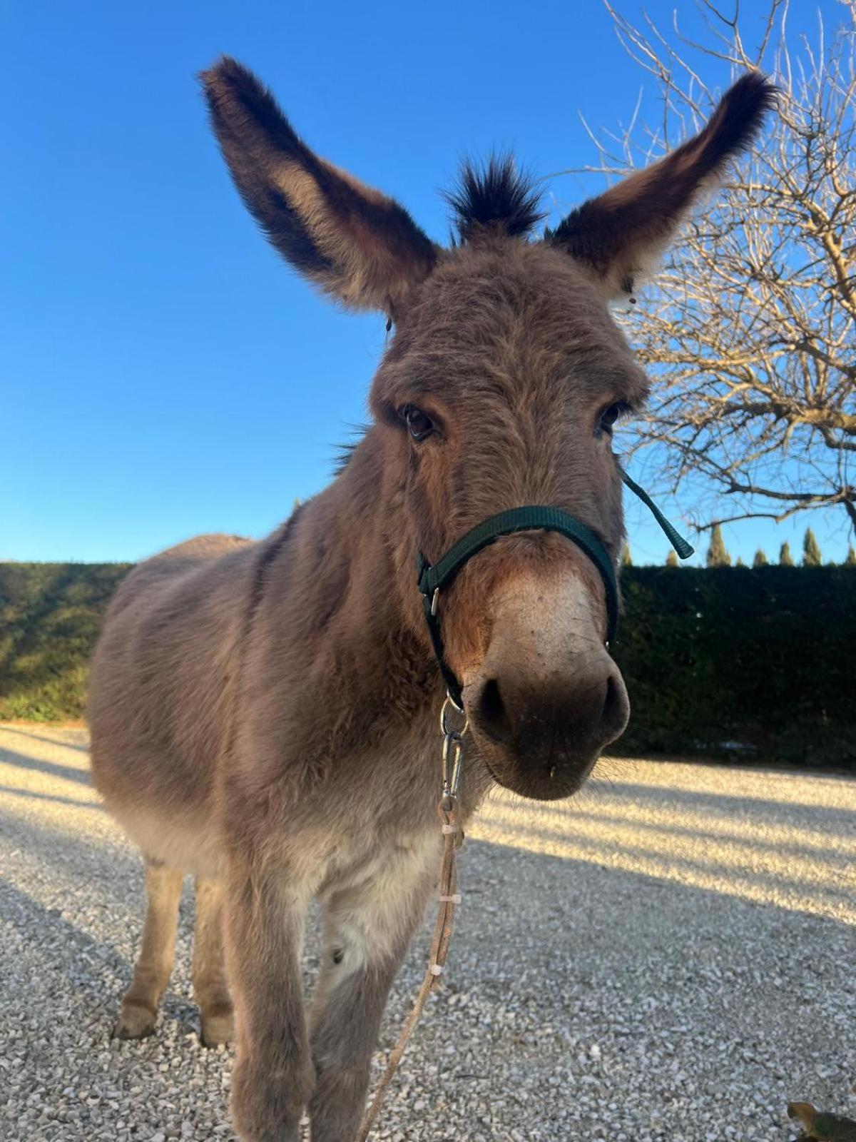 - La Campagna Di San Francesco Farm stay *